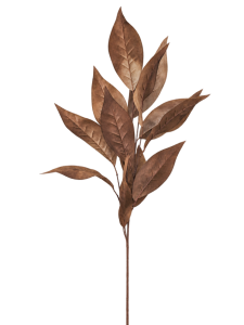 roslina dekoracyjna liscie brazowe.png