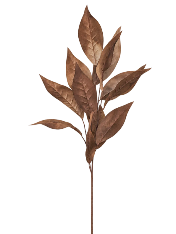 roslina dekoracyjna liscie brazowe.png
