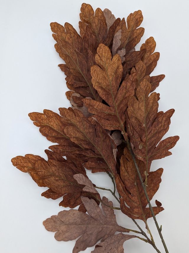 GAŁĄZKA OZDOBNA DĘBU BRĄZOWA