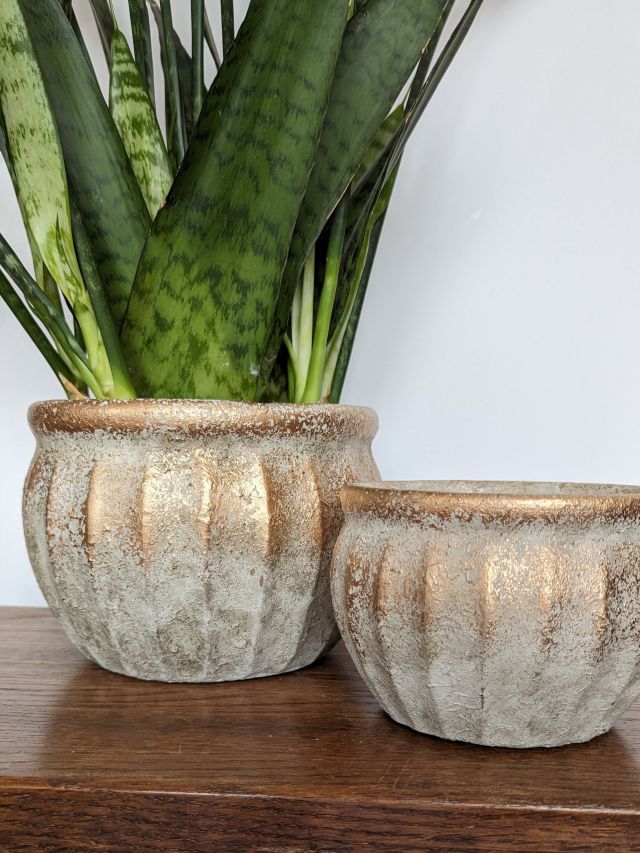 DUŻA OSŁONKA BIAŁA POZŁACANA PRZETARTA 14CM