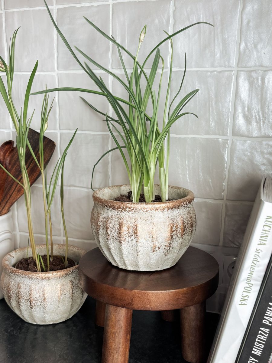 MAŁA OSŁONKA BIAŁA POZŁACANA PRZETARTA 10CM