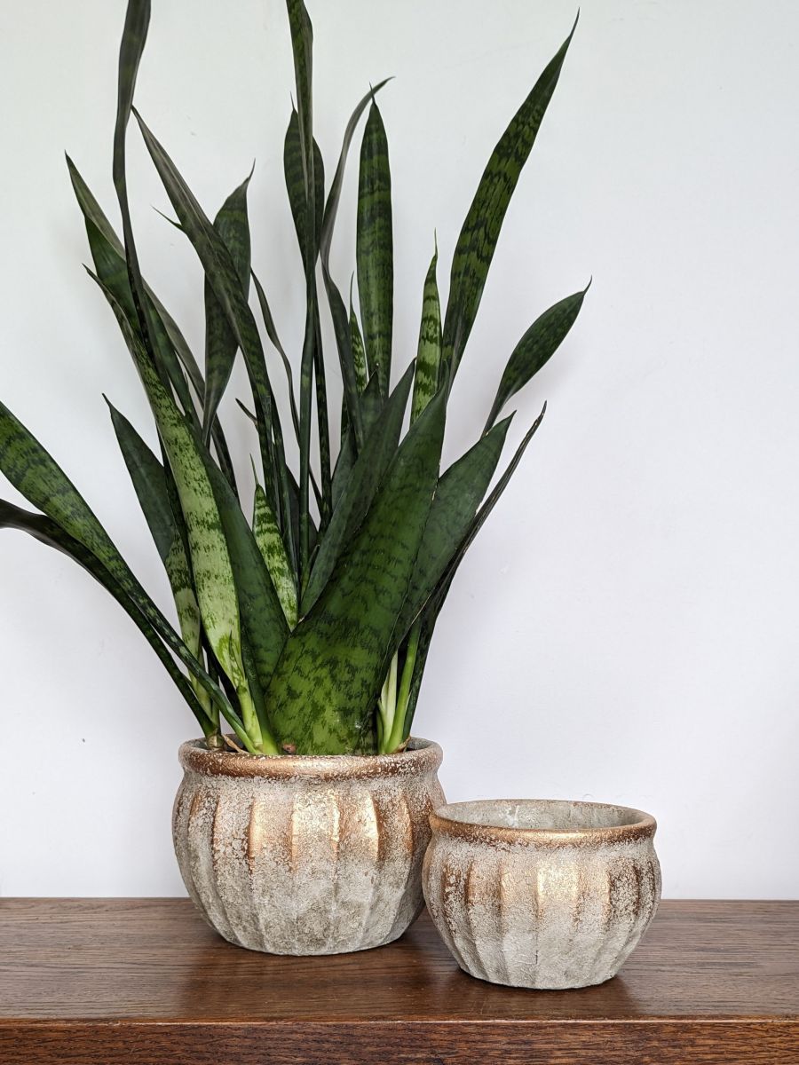 MAŁA OSŁONKA BIAŁA POZŁACANA PRZETARTA 10CM